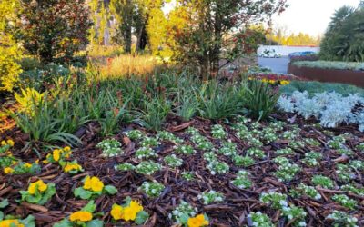 Las ventajas de la jardinería floral en las Ciudades