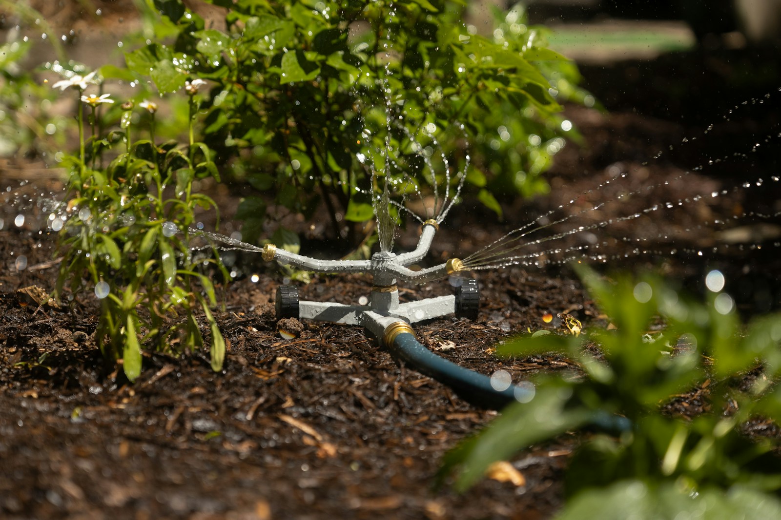Photo by benjamin lehman A sprinkler is spraying water on a plant