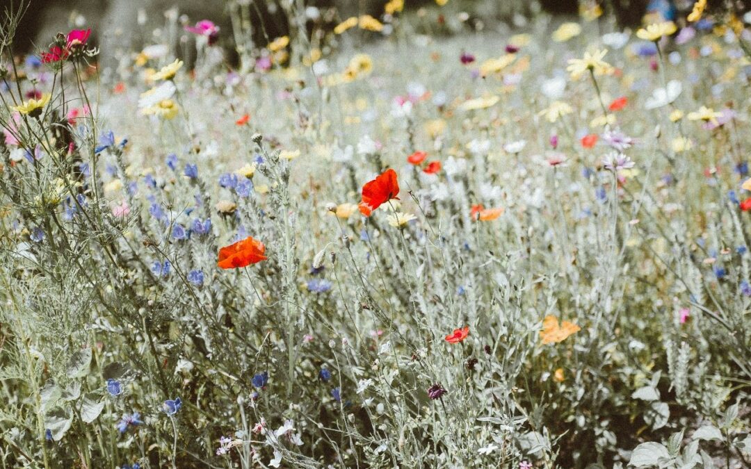 Cubiertas ajardinadas, los oasis urbanos de las alturas