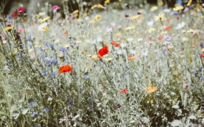 Cubiertas ajardinadas, los oasis urbanos de las alturas