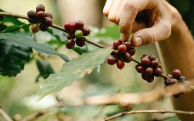 Jardines comestibles, agricultura urbana y riego eficiente: cuando el verde alimenta