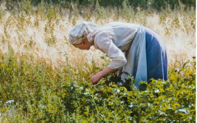 Un jardín comestible en la cubierta: agricultura urbana de altura