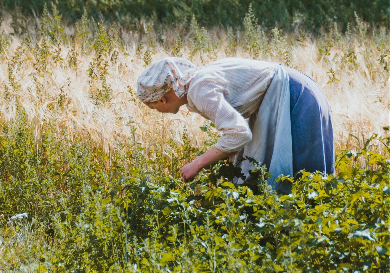 jardines comestibles cubierta