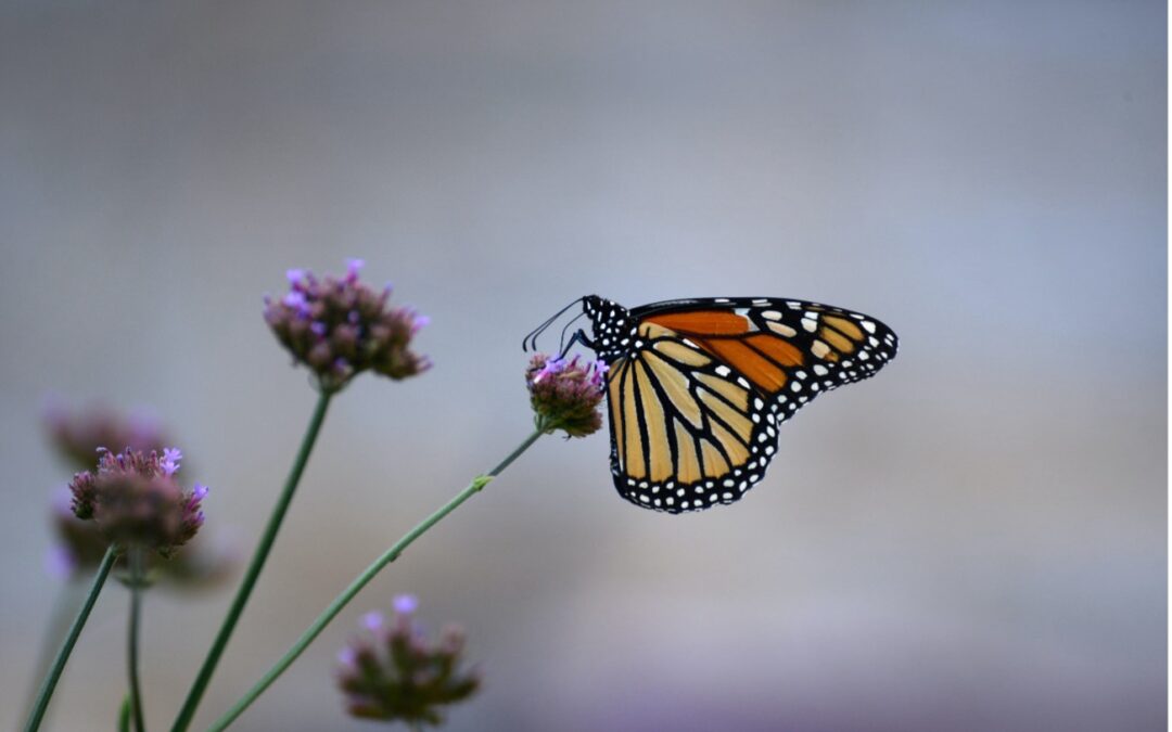 Renaturalización, biodiversidad y agua, la senda que sostiene la vida