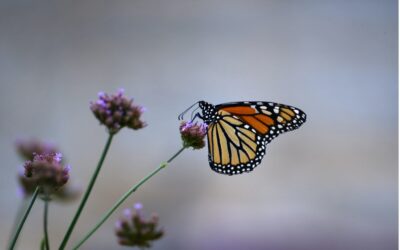 Renaturalización, biodiversidad y agua, la senda que sostiene la vida